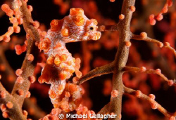 Hippocampus Bargibanti!! by Michael Gallagher 
